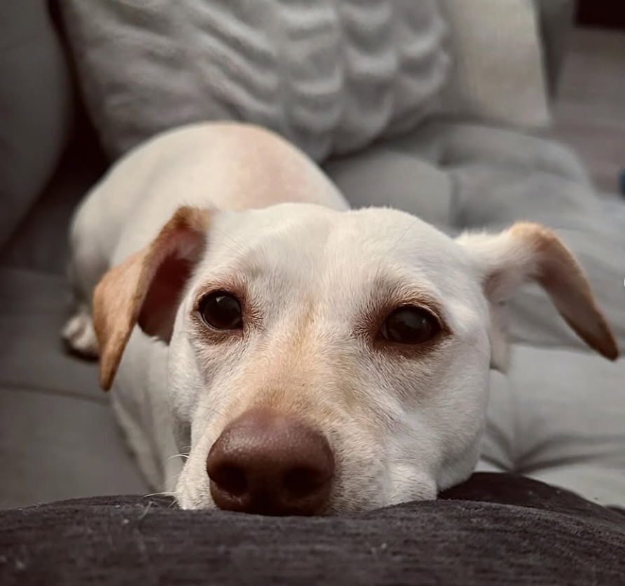 🐶❤️🐶 Top Tips for Getting The Perfect Pup Picture 🐶❤️🐶