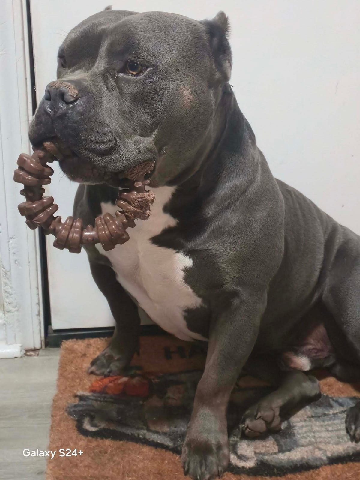 🐶❤️🐶 Why do dogs dig in the couch?  🐶❤️🐶 