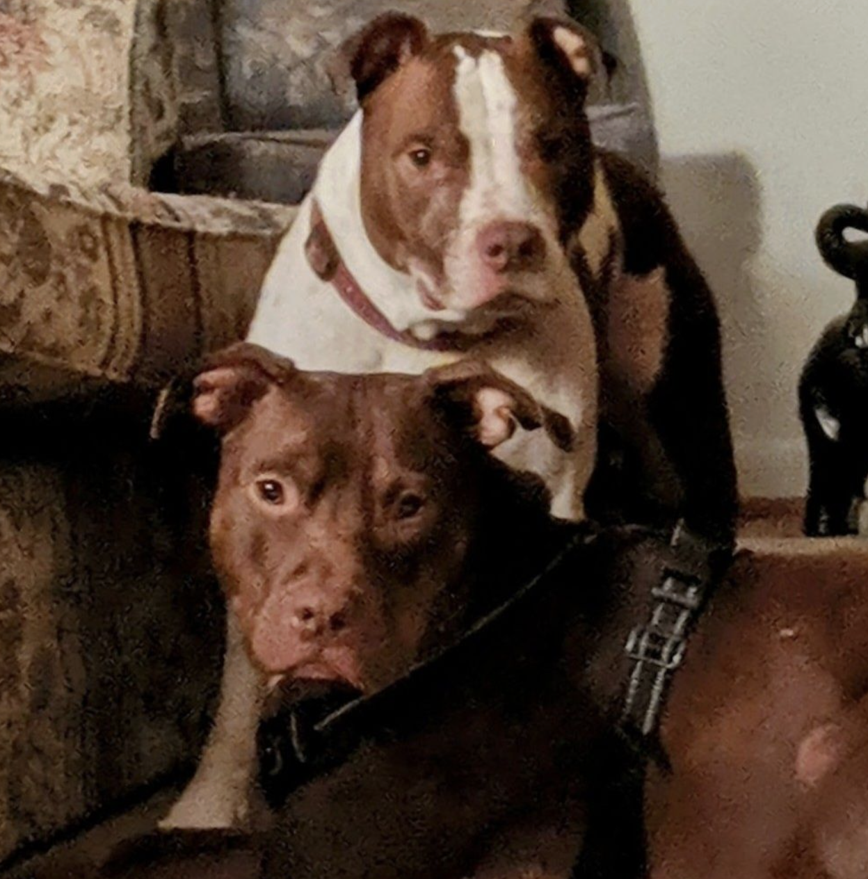 🐶❤️🐶 What is Black Dog Syndrome Awareness Month? 🐶❤️🐶