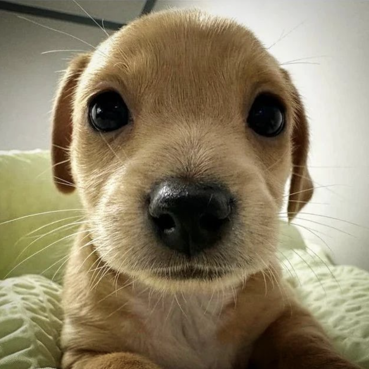 🐶❤️🐶 This pupper really wants you to wake up! 🐶❤️🐶  