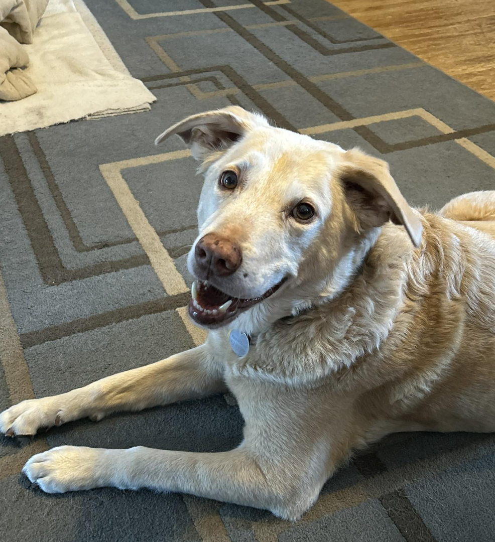 🐶❤️🐶 What do dogs hear when we talk? 🐶❤️🐶