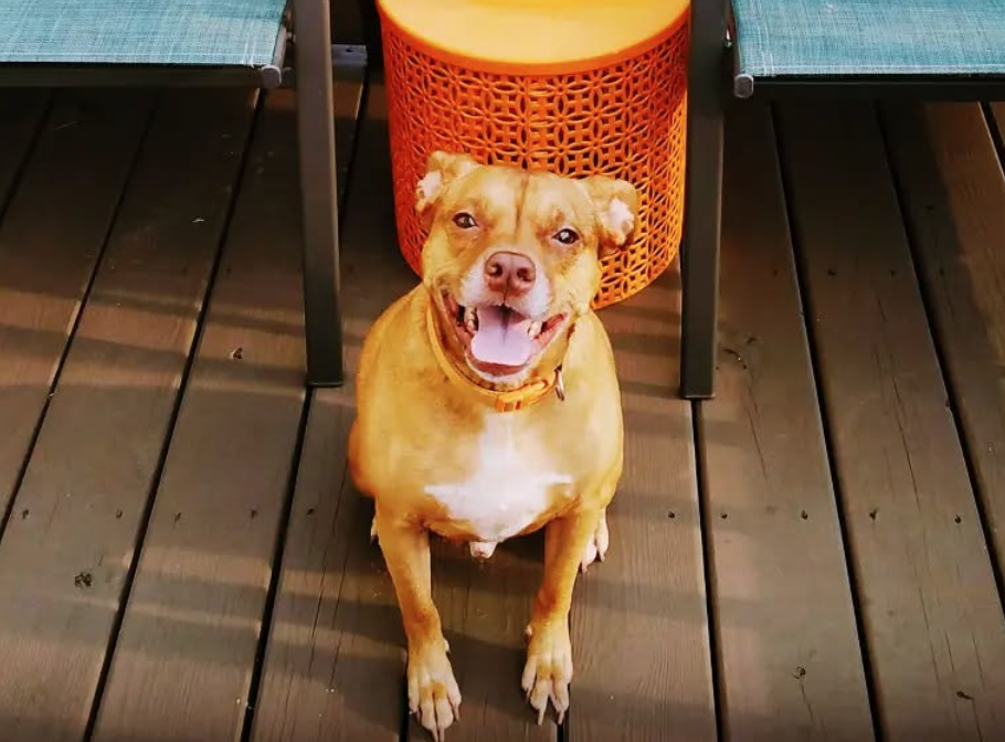 🐶❤️🐶 What are the best outdoor activities for dogs? 🐶❤️🐶 