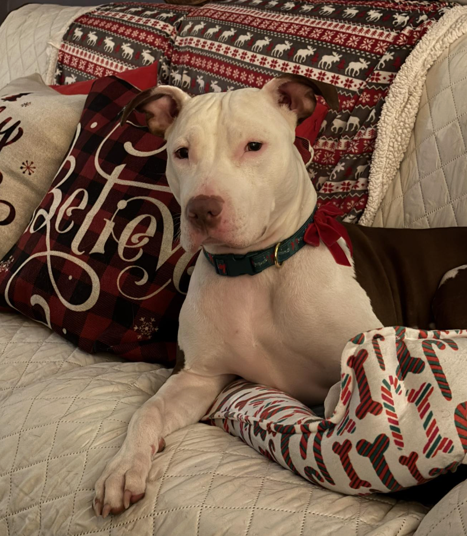 🐶❤️🐶 Why do dogs bury their head into you? 🐶❤️🐶 