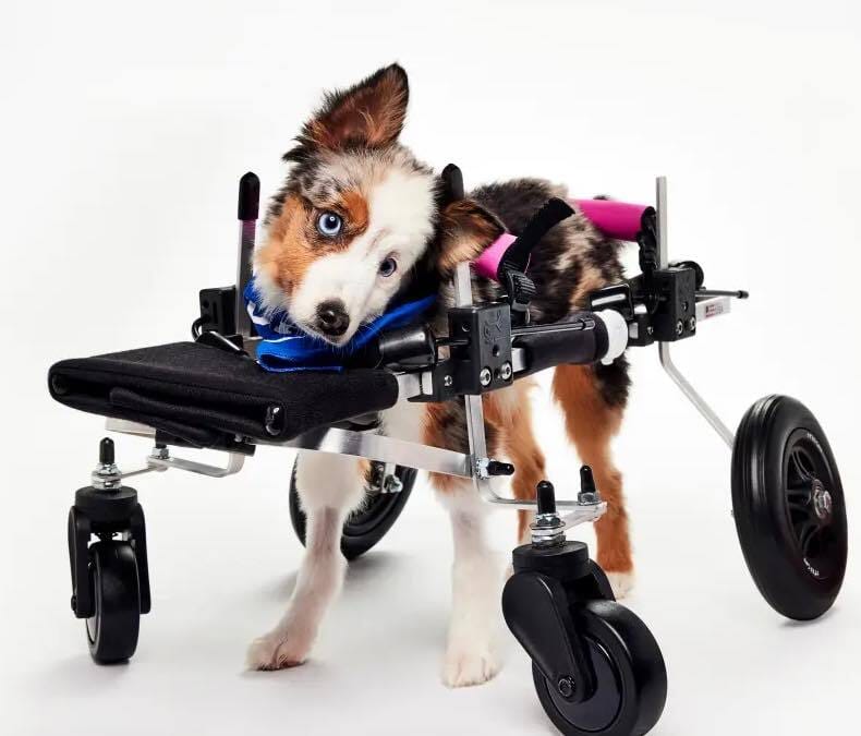 🐶❤️🐶 Who is Teigan, the Puppy Bowl Winner? 🐶❤️🐶 