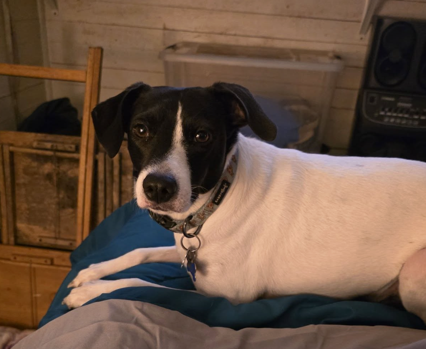 🐶❤️🐶 What is cobbing? 🐶❤️🐶 