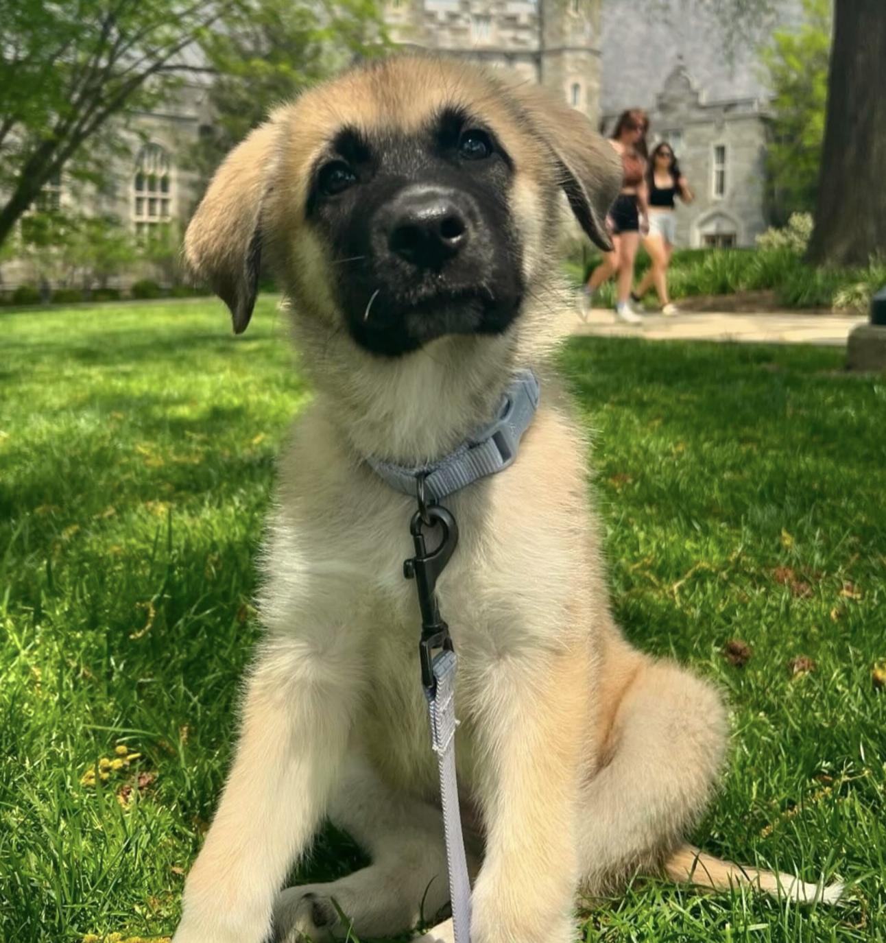 🐶❤️🐶 Click for sweetest pup you'll see today! 🐶❤️🐶  