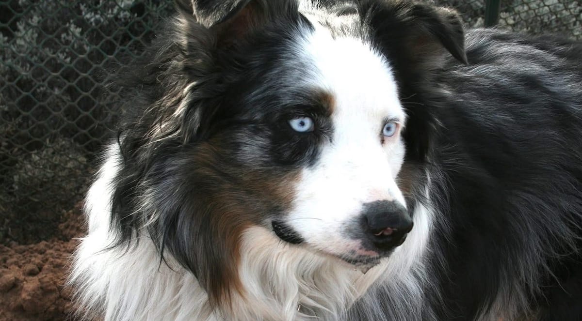 🐶❤️🐶 Why do dogs pee on furniture when you're not home? 🐶❤️🐶 