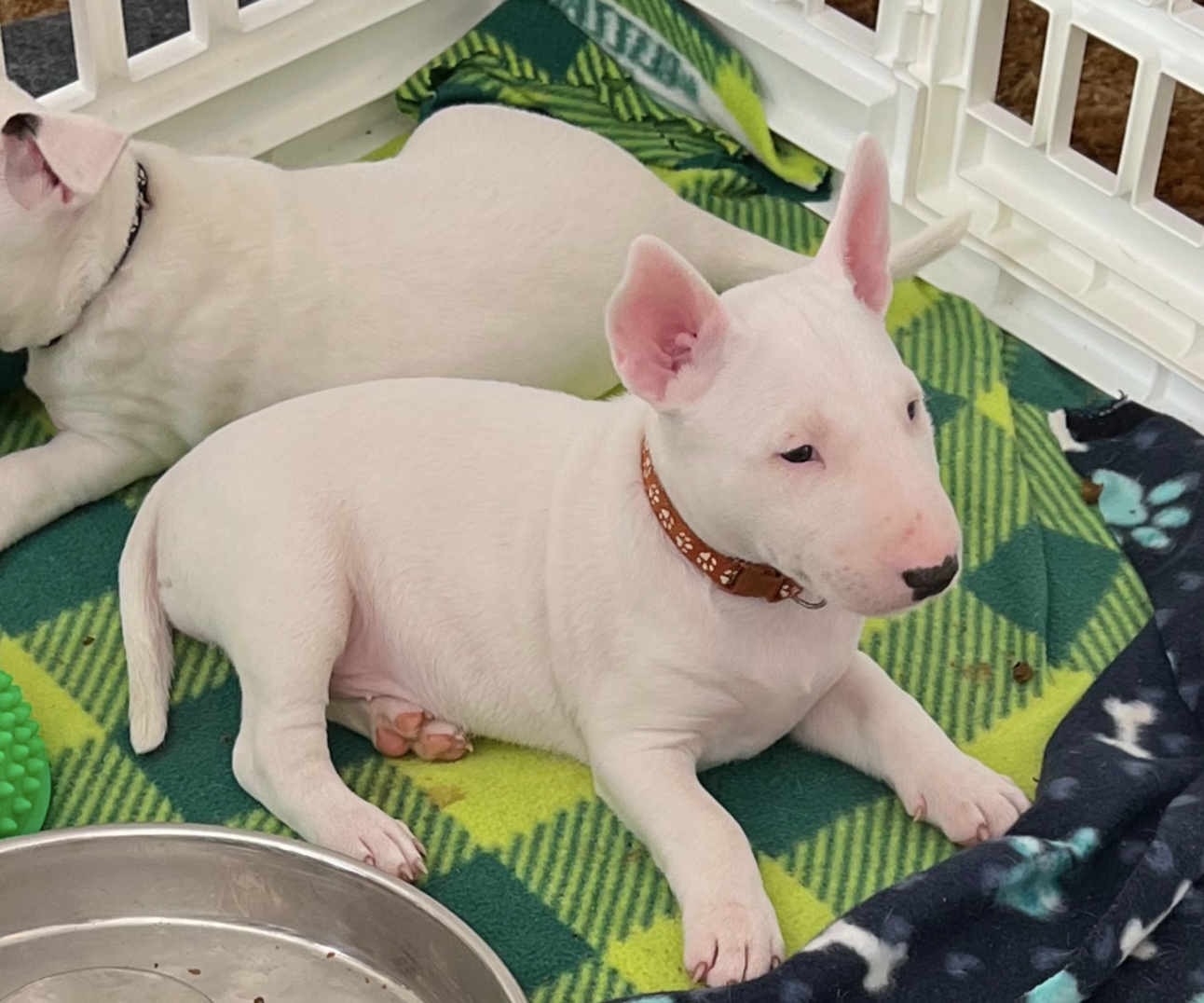 🐶❤️🐶 Oh! You have to see this sweet lil pupper! 🐶❤️🐶