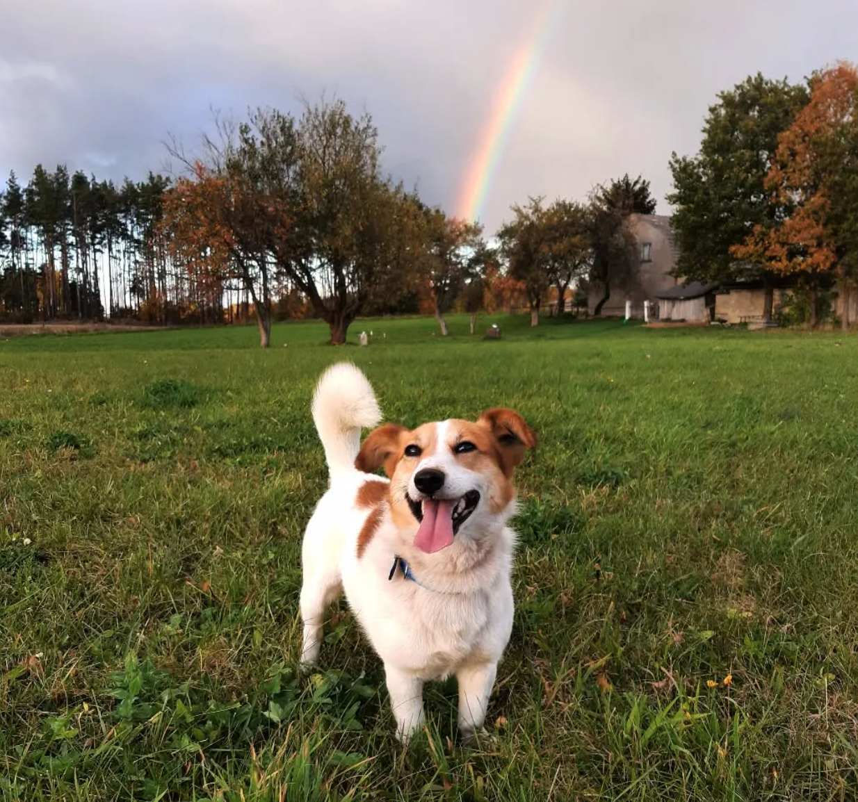 🐶❤️🐶 Rainy Day Puppertunities - Indoor Fun🐶❤️🐶