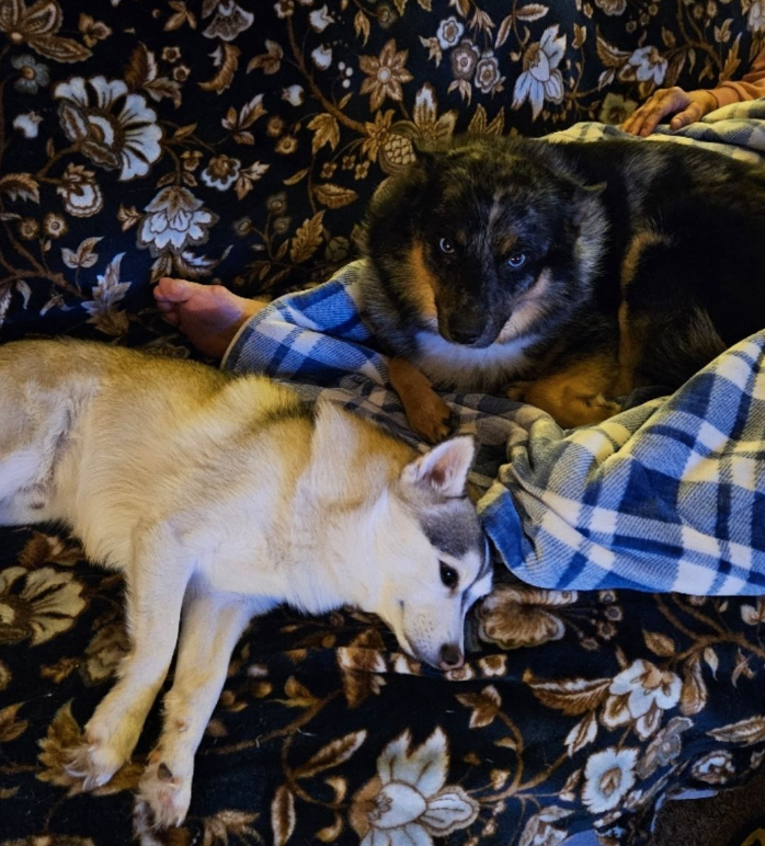 🐶❤️🐶 Who is Indy, the award-winning dog actor? 🐶❤️🐶  