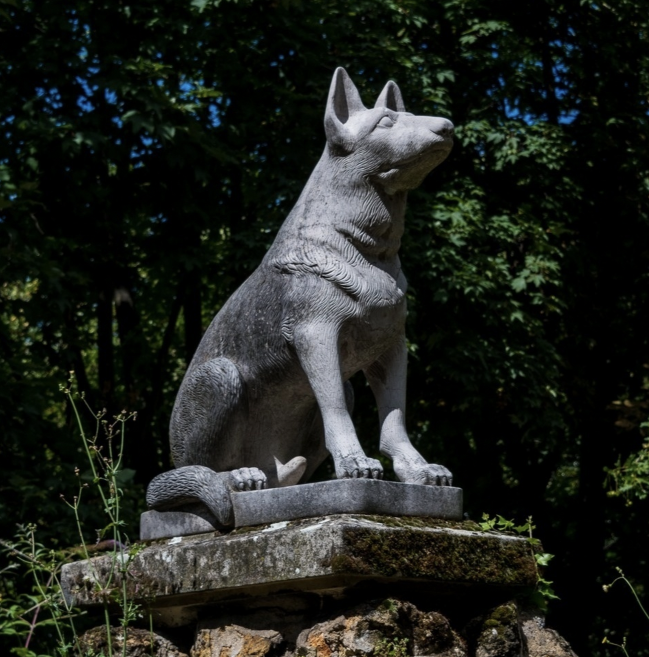 🐶❤️🐶 What is the life story of famous pup Rin Tin Tin? 🐶❤️🐶