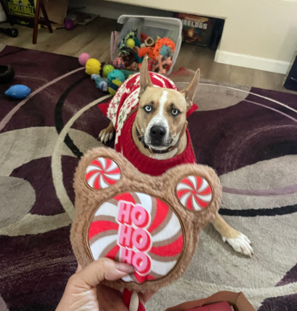 🐶❤️🐶 Are gifted pets frequently returned? 🐶❤️🐶  