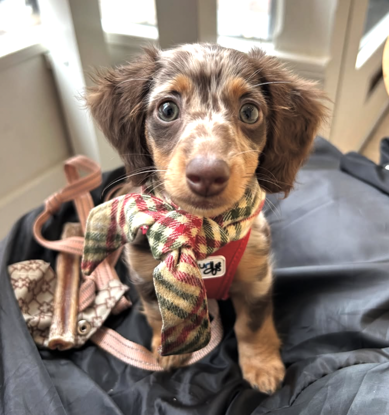 🐶❤️🐶 This might be the most adorable thing you see all day! 🐶❤️🐶 