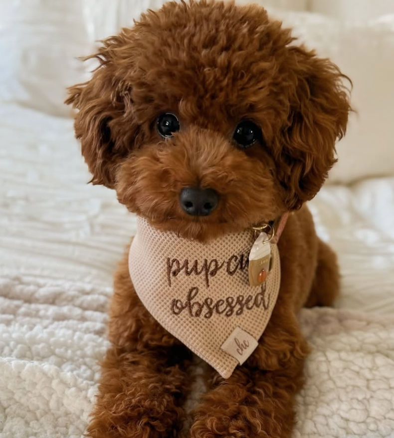 🐶❤️🐶 How do I choose a reputable dog trainer? 🐶❤️🐶 