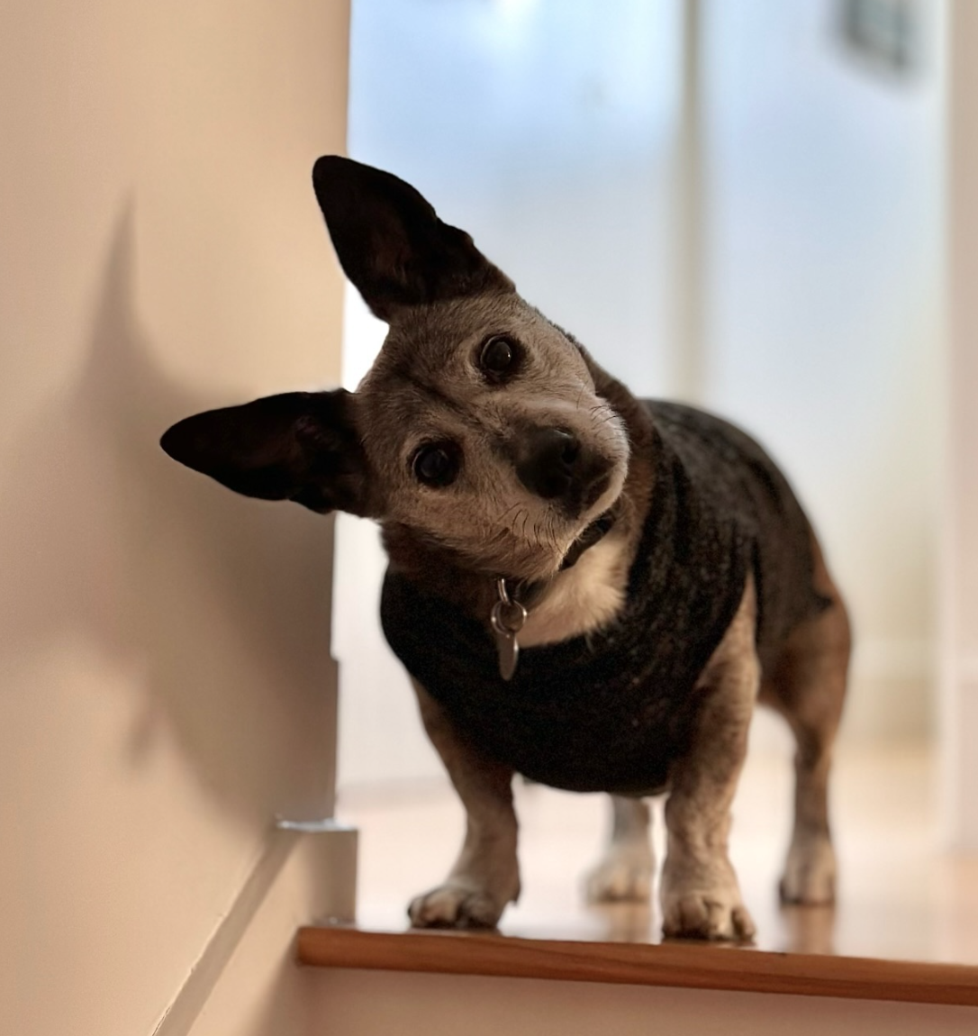 🐶❤️🐶 How to Help Your Dog Grieve After Losing Another Pet 🐶❤️🐶