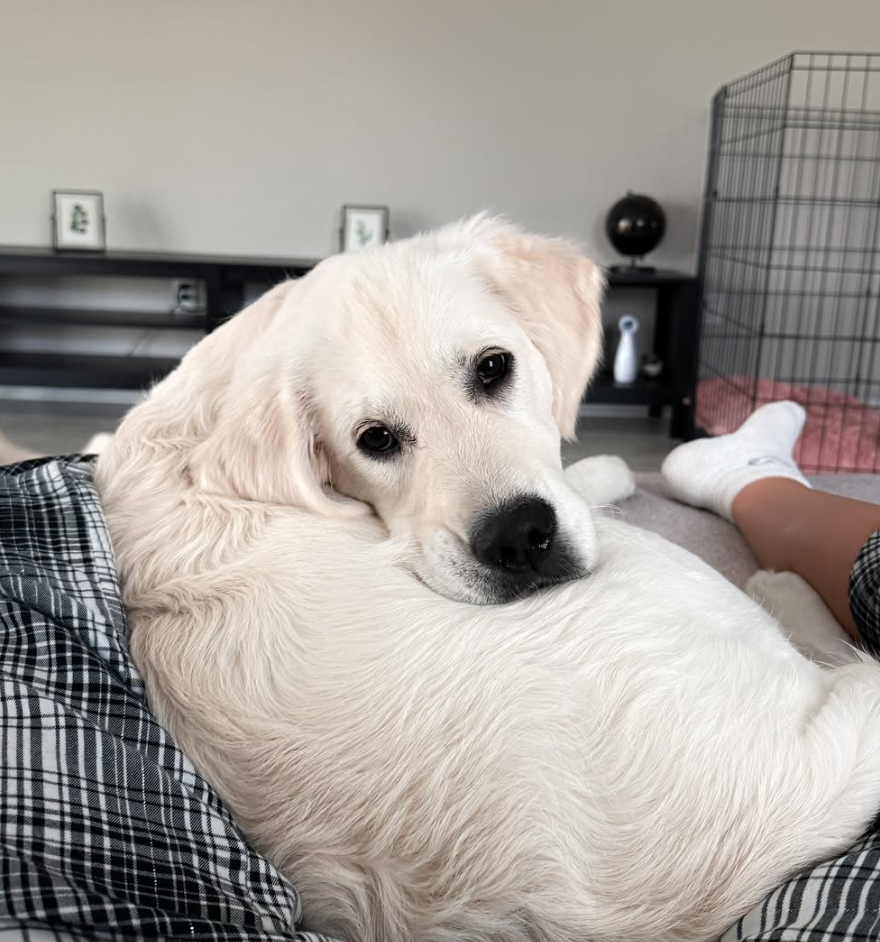 🐶❤️🐶 America's Animal Rescue Giveaway 🐶❤️🐶  