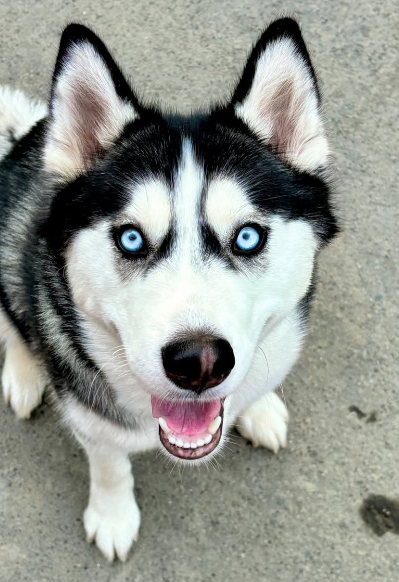 🐶❤️🐶 Why Some Pups are Chattier Than Others 🐶❤️🐶 