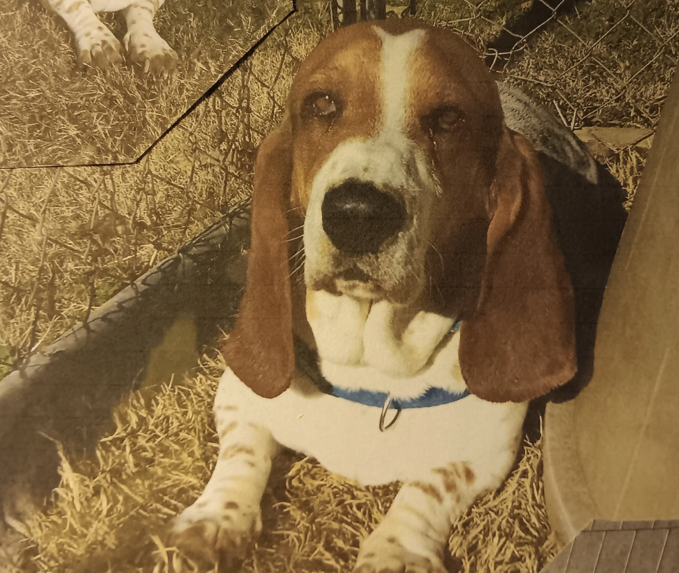 🐶❤️🐶 Do dogs like hanging out with you? 🐶❤️🐶