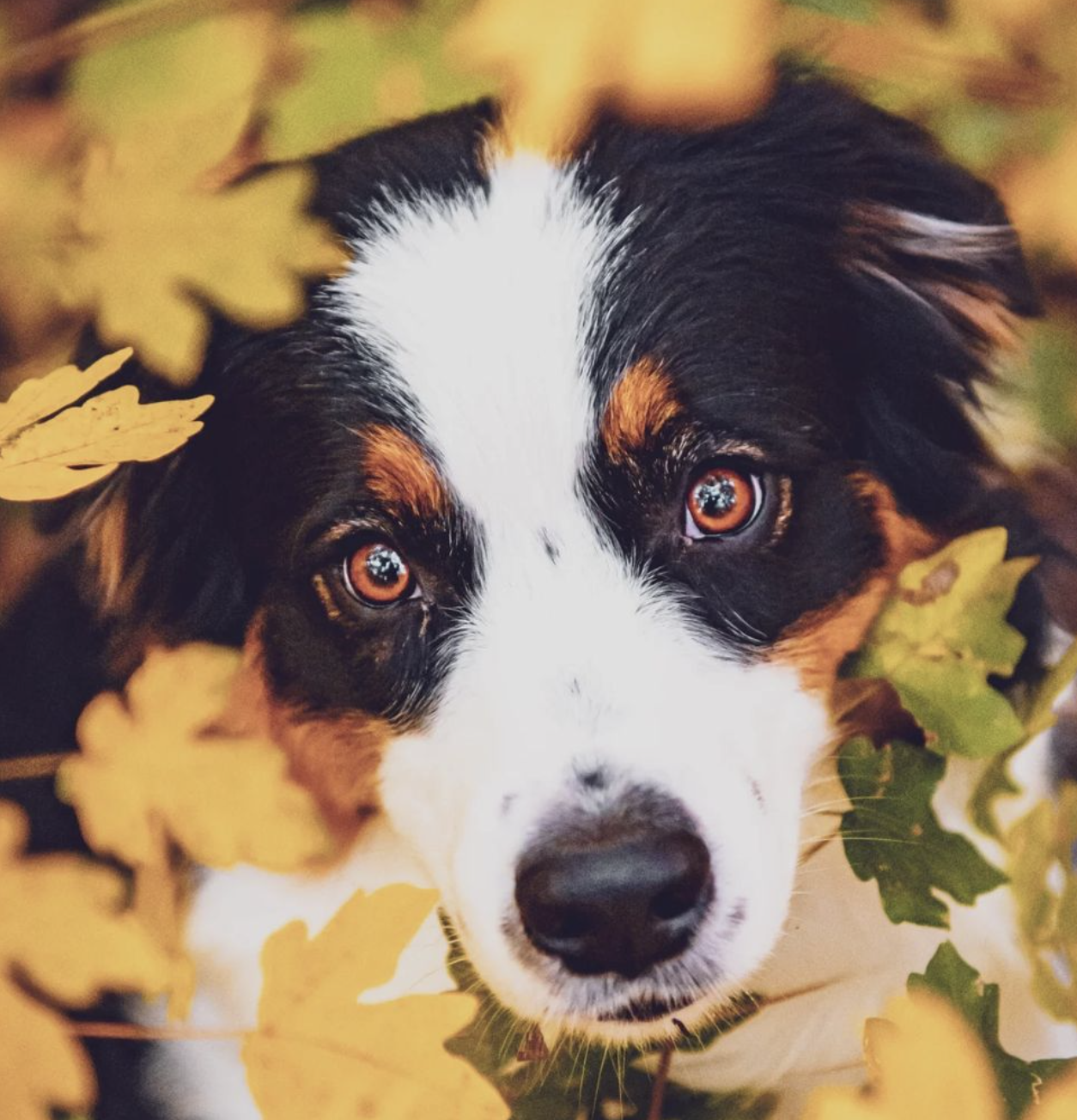 🐶❤️🐶 Why does my dog follow me everywhere? 🐶❤️🐶 