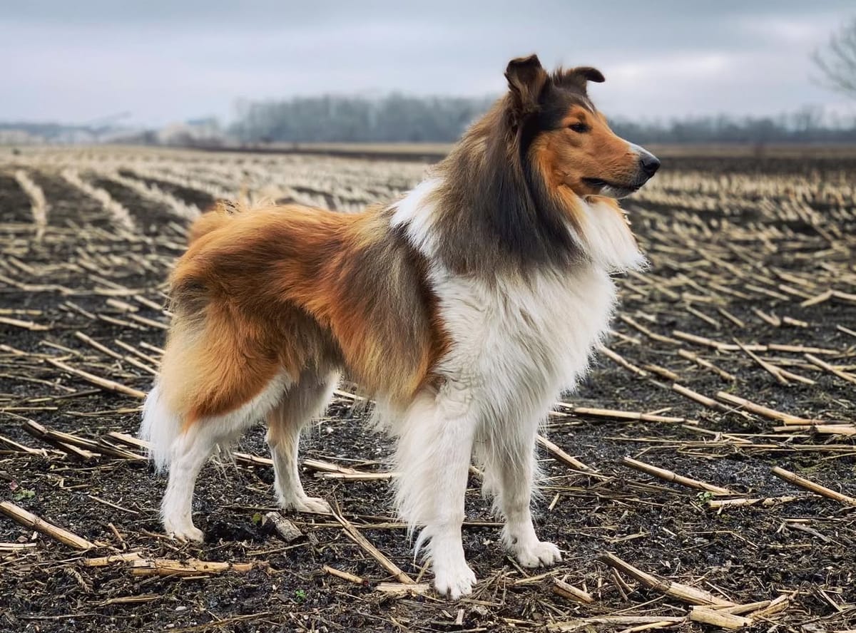 🐶❤️🐶 What were the most popular dog breeds 100 years ago? 🐶❤️🐶 