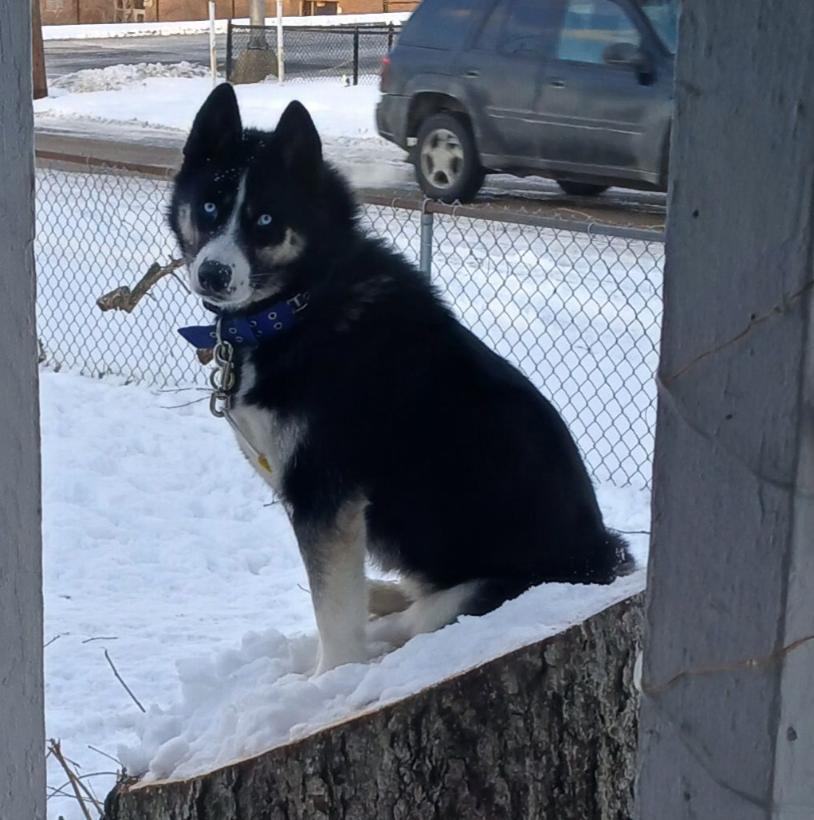 🐶❤️🐶 Why do dogs like to play with shoes? 🐶❤️🐶  