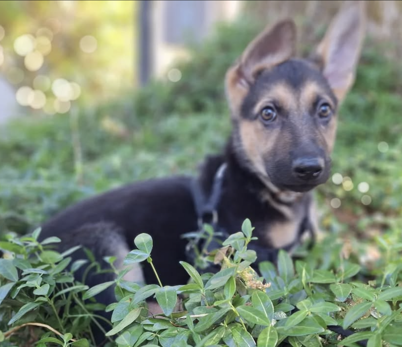 🐶❤️🐶 Don't miss this sweet puppy! 🐶❤️🐶  