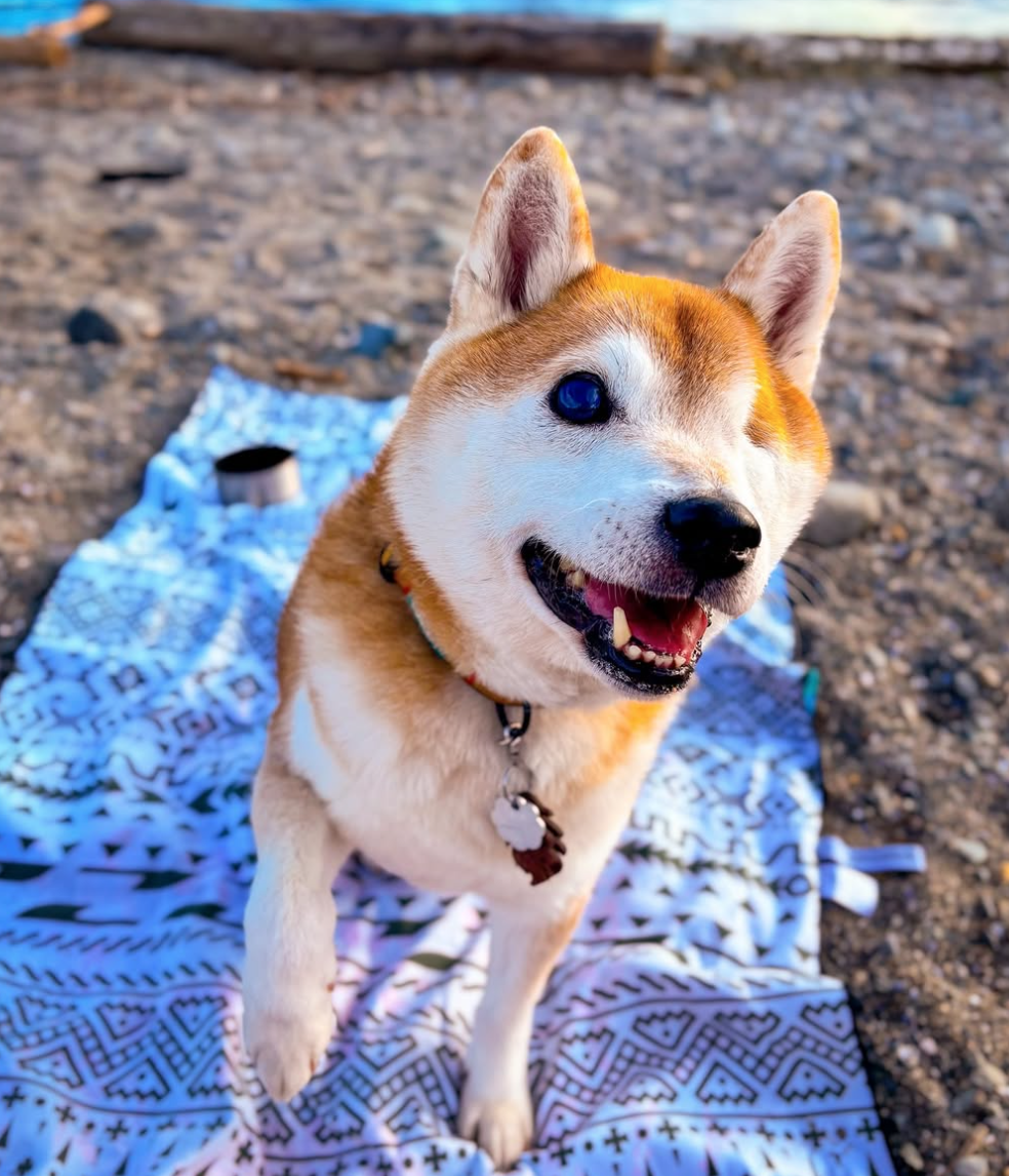 🐶❤️🐶 Why do dogs get hyper at night? 🐶❤️🐶