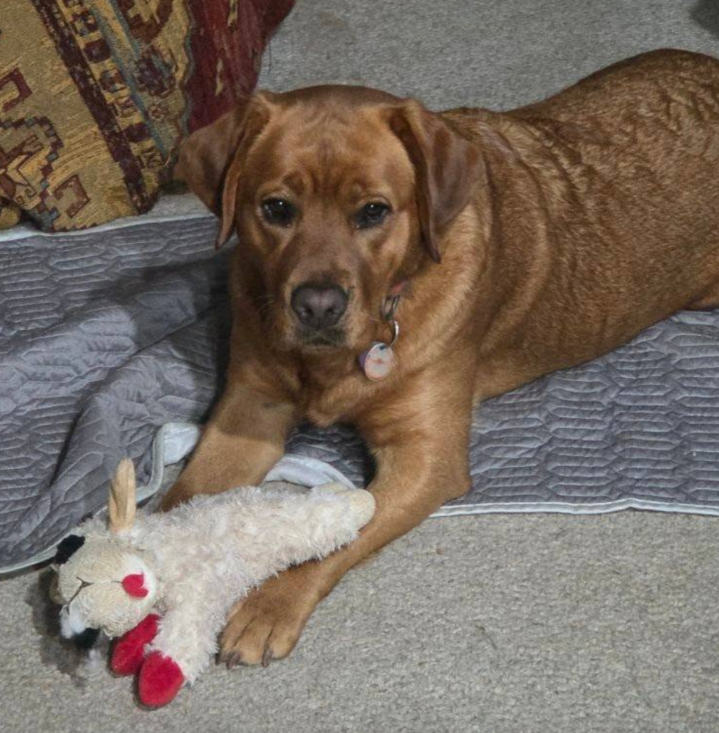 🐶❤️🐶 Why are huskies so vocal? 🐶❤️🐶 