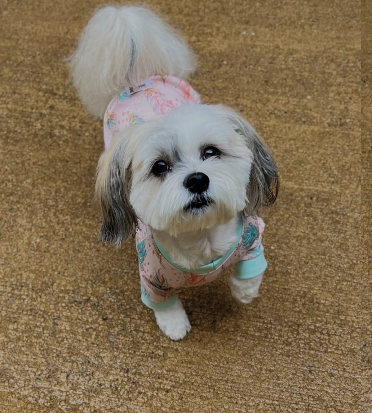 🐶❤️🐶 Why do dogs like to itch their faces on carpet? 🐶❤️🐶