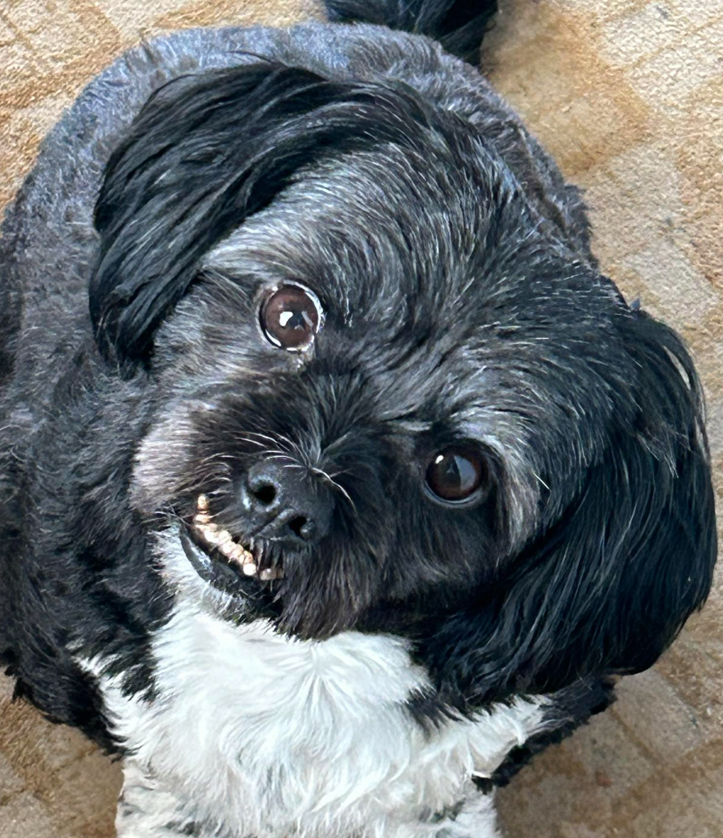 🐶❤️🐶 Thankfulness at the Holidays 🐶❤️🐶  