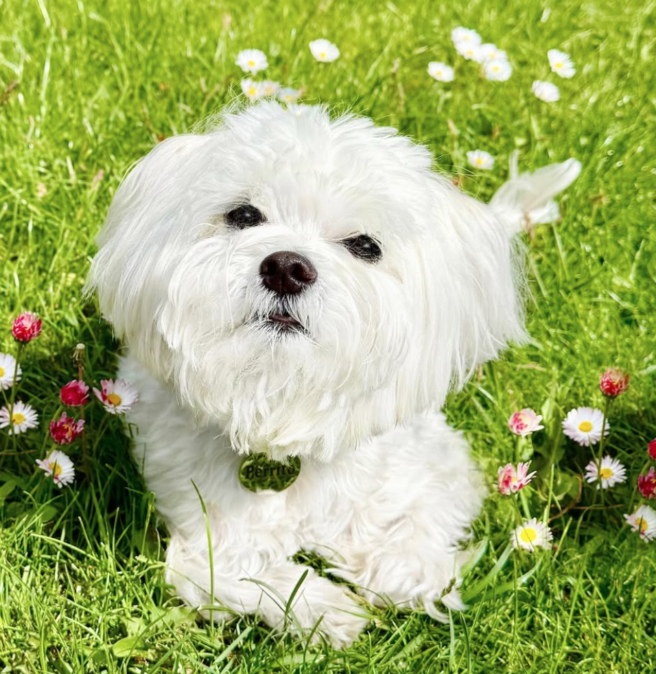 🐶❤️🐶 Are dogs the world's most popular pet? 🐶❤️🐶 