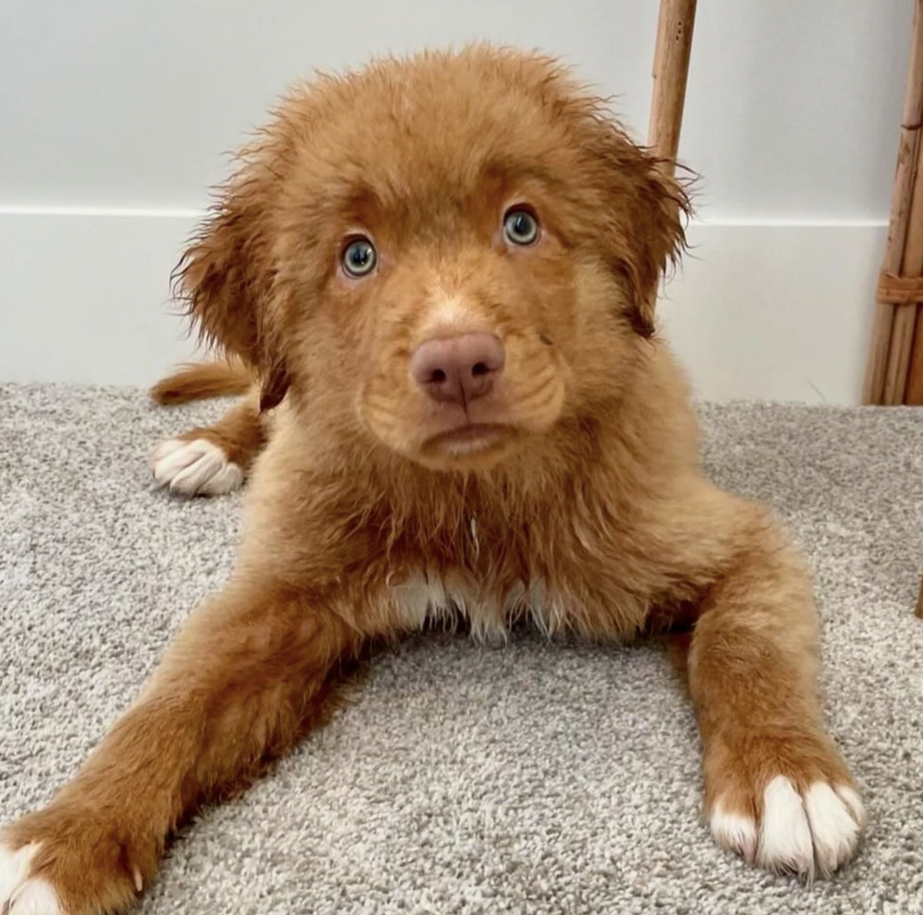 🐶❤️🐶 How to Care for Your Dog: Tips for Happy, Healthy Dogs 🐶❤️🐶   