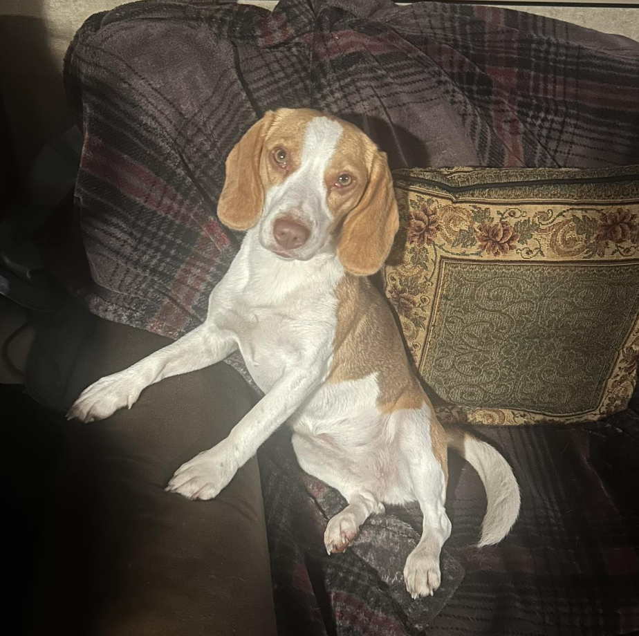 🐶❤️🐶 Why do dogs stand between our legs? 🐶❤️🐶 