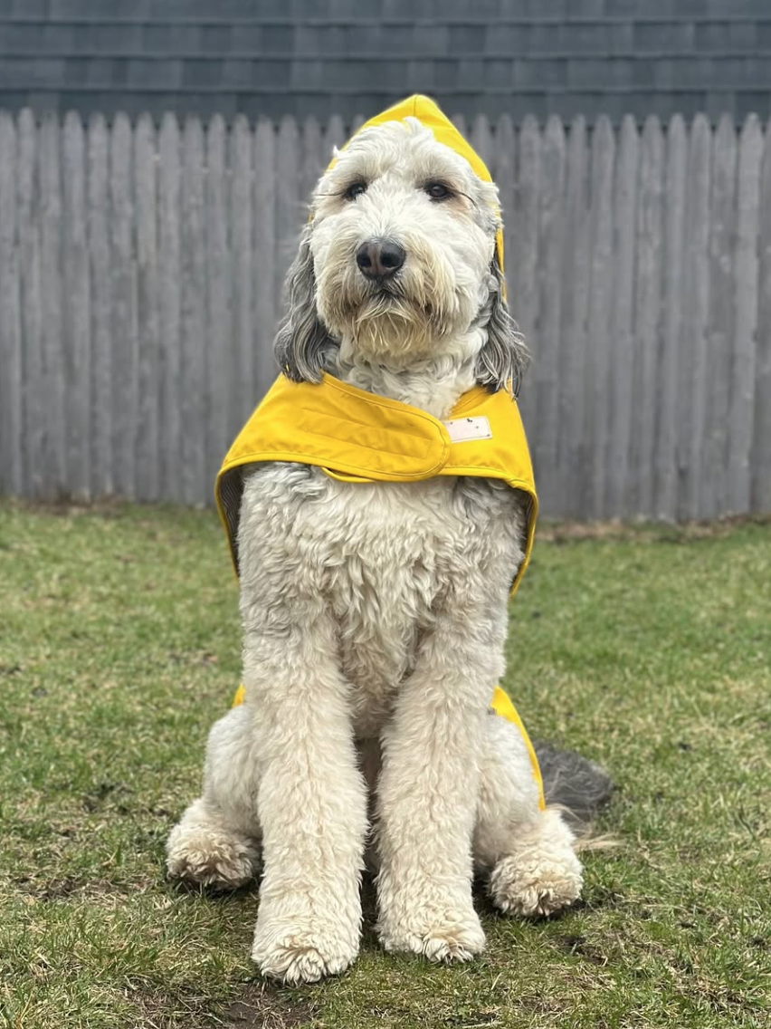 🐶❤️🐶 Make Rainy Days Fun Again For Soggy Doggies 🐶❤️🐶