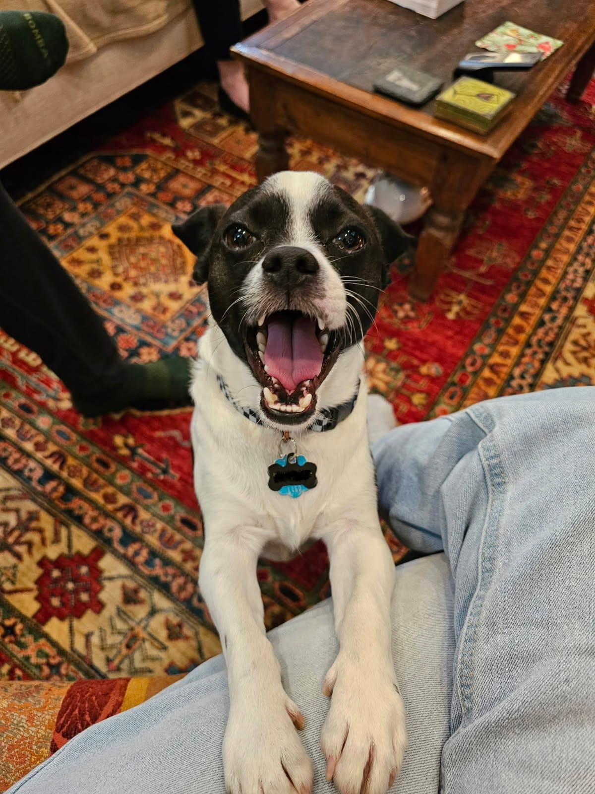 🐶❤️🐶 Why you should consider adopting a senior dog  🐶❤️🐶