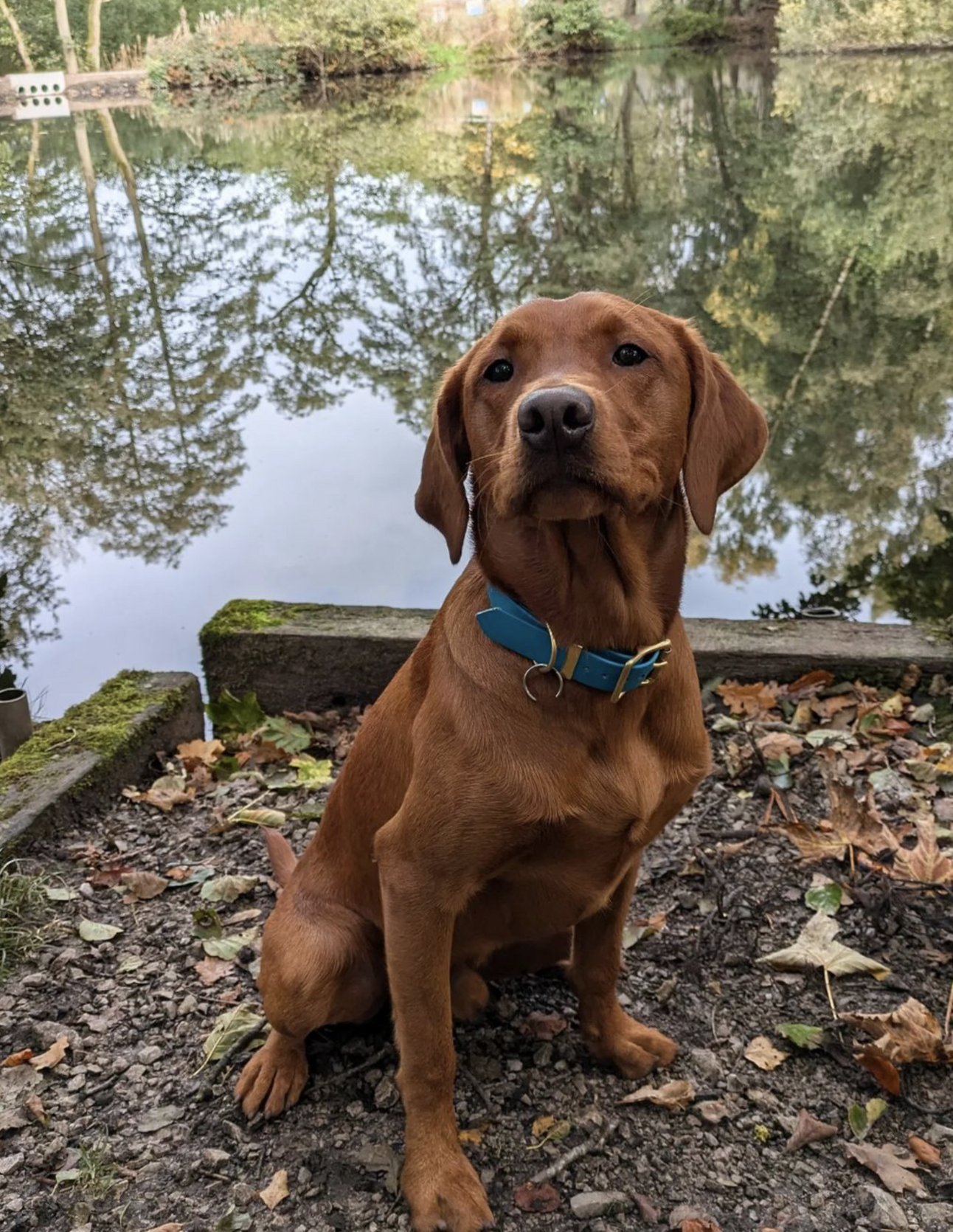 🐶❤️🐶 Click to see the sweetest doggy! 🐶❤️🐶  