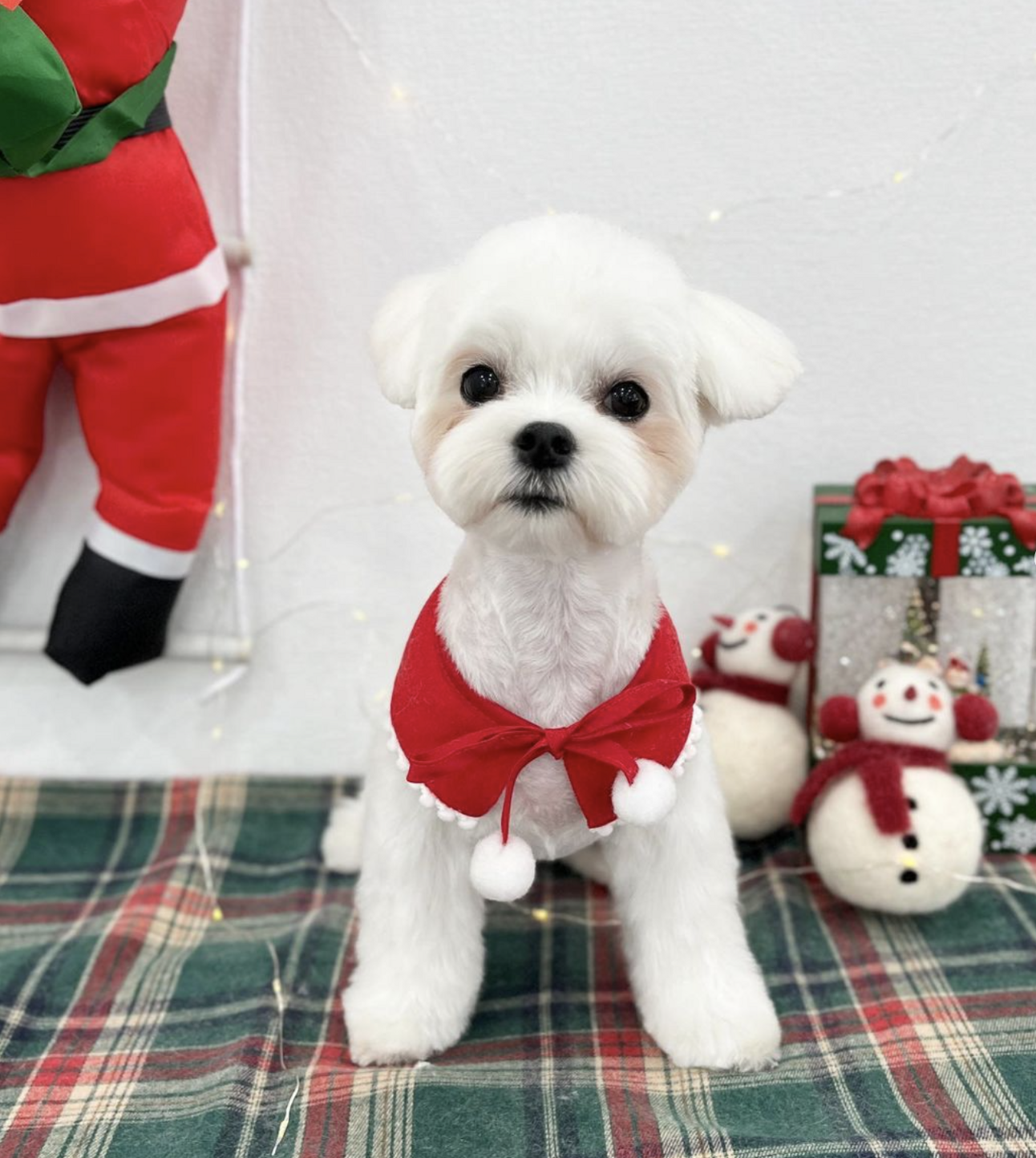 🐶❤️🐶 This pup is very ready for Christmas! 🐶❤️🐶 
