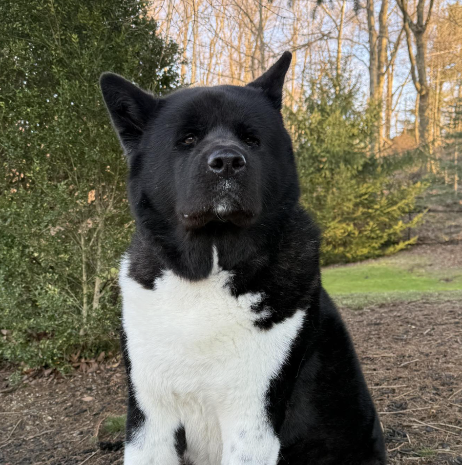 🐶❤️🐶 Why do dogs spin when they lie down? 🐶❤️🐶  