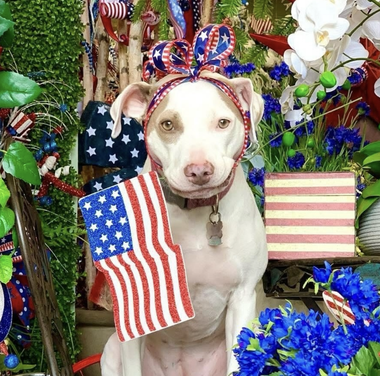 🐶❤️🐶 How to keep your pup safe on Memorial Day 🐶❤️🐶 