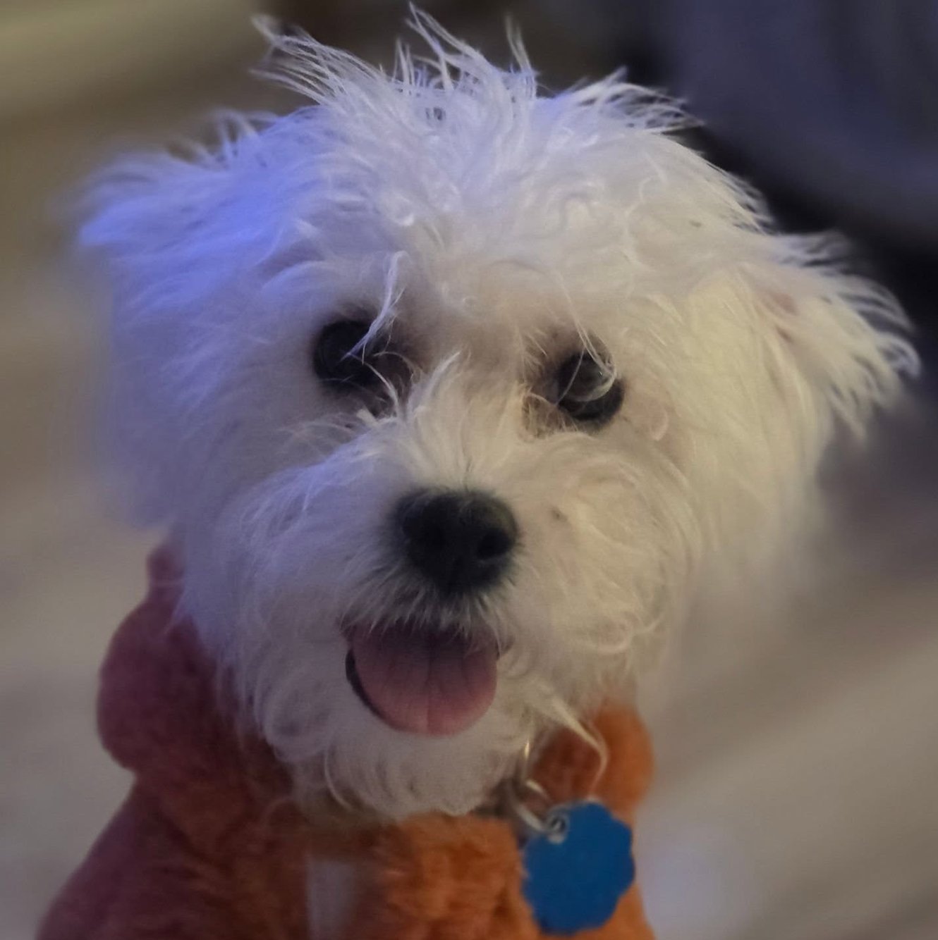 🐶❤️🐶 What were the most popular pup names of 2025?  🐶❤️🐶 