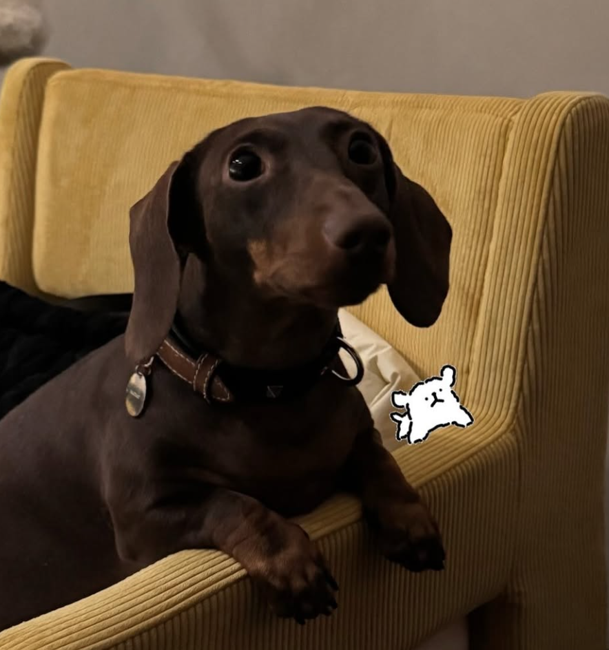 🐶❤️🐶 Why Are Grapes Toxic to Dogs? 🐶❤️🐶