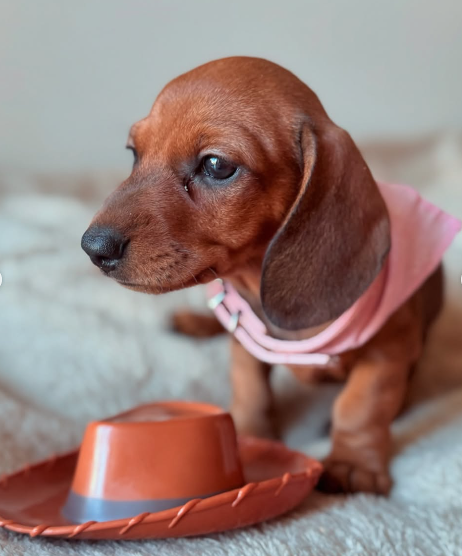 🐶❤️🐶 How do I teach my dog to be gentle with children? 🐶❤️🐶