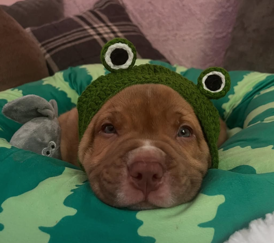 🐶❤️🐶 How can you ensure your pet is safe if you pass away? 🐶❤️🐶 