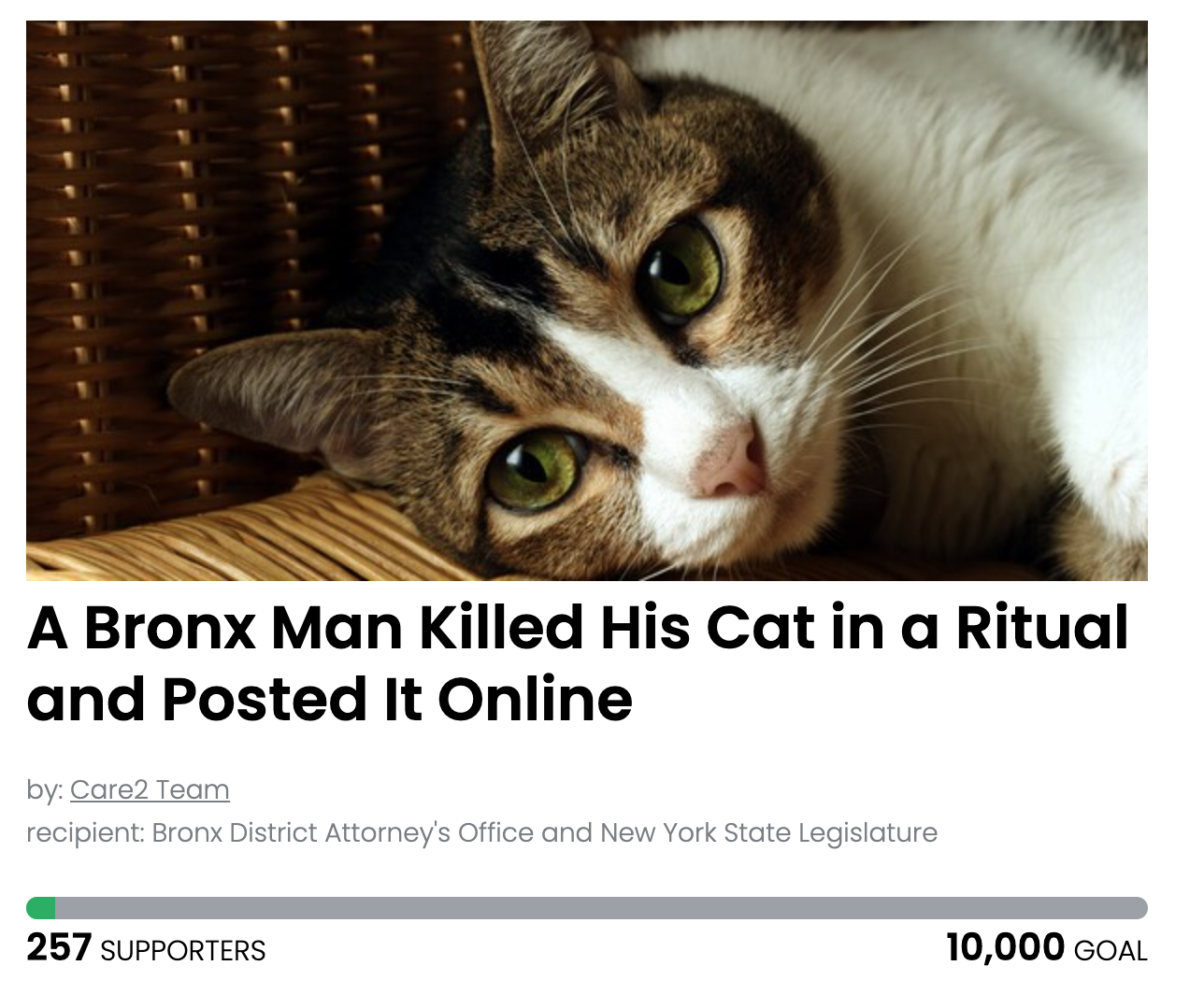 Animal Actions - Demand Justice For An Innocent Cat