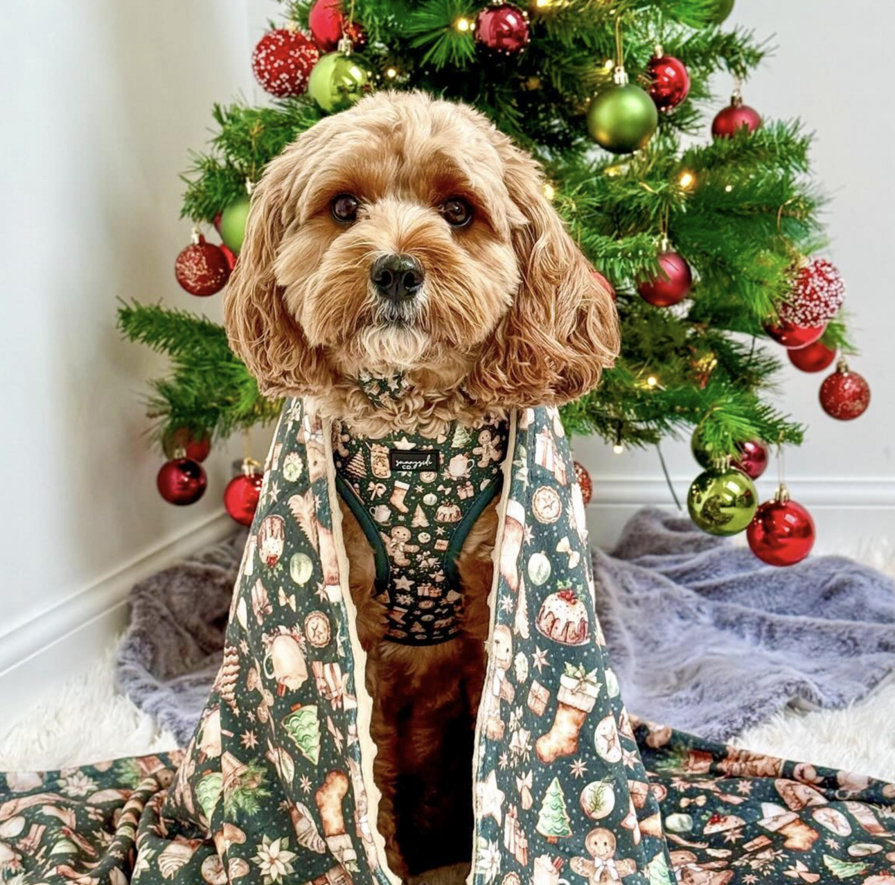 🐶❤️🐶 It's beginning to look like Christmas for Bailey! 🐶❤️🐶 