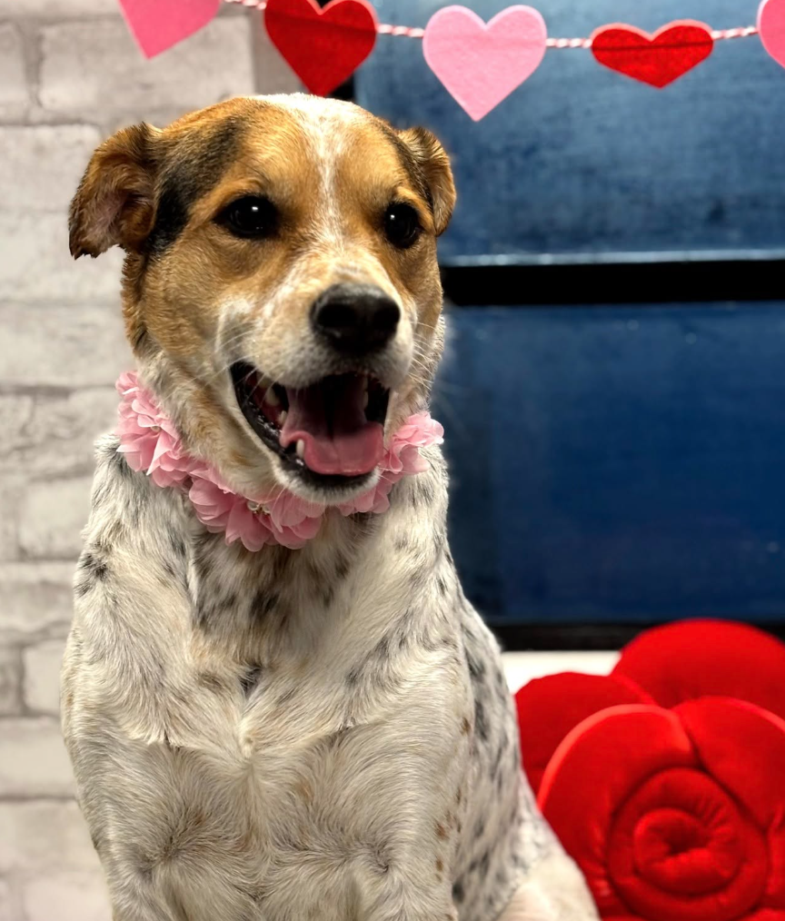 🐶❤️🐶 Why do dogs love peanut butter? 🐶❤️🐶 