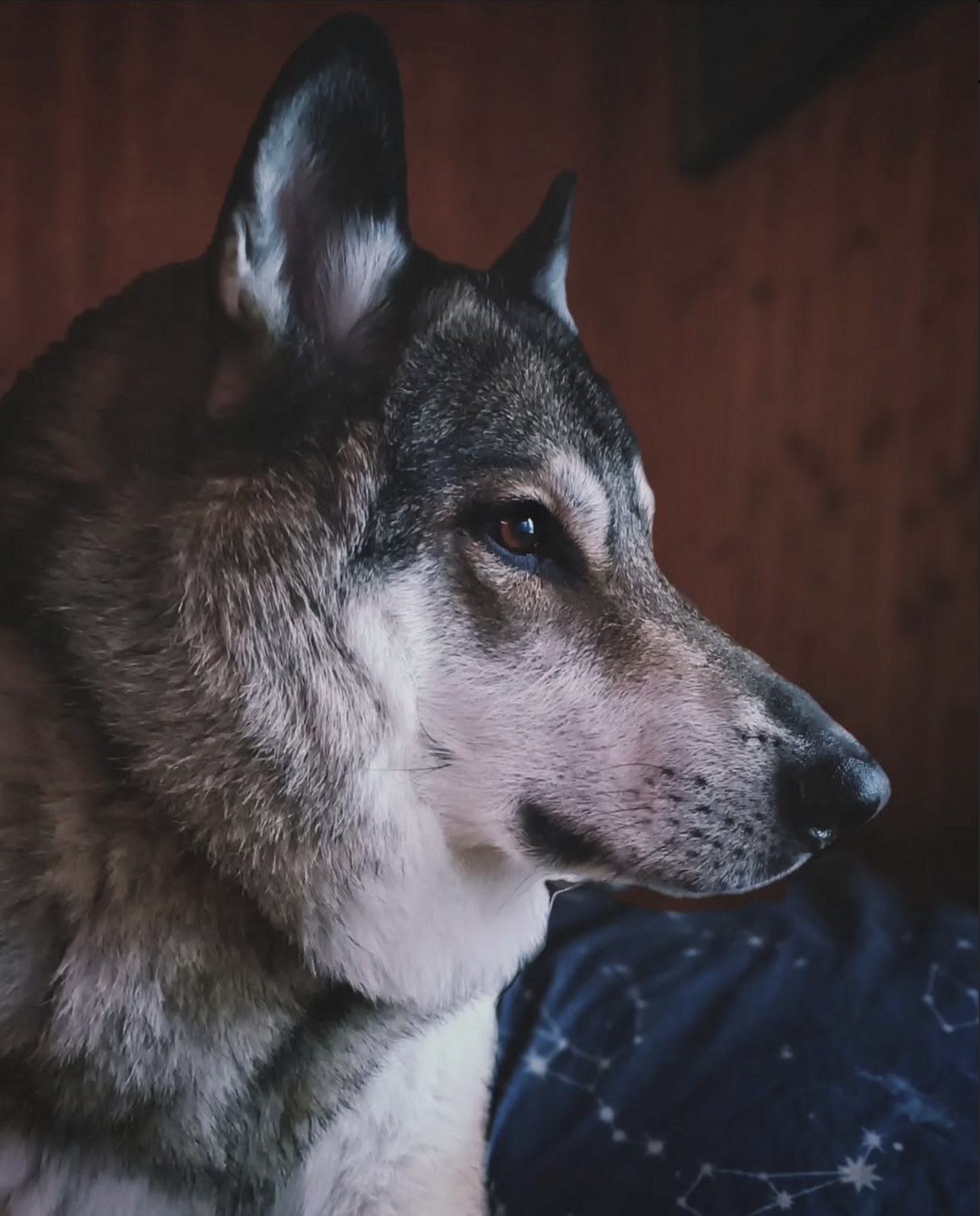 🐶❤️🐶 This is a very handsome pup! 🐶❤️🐶   