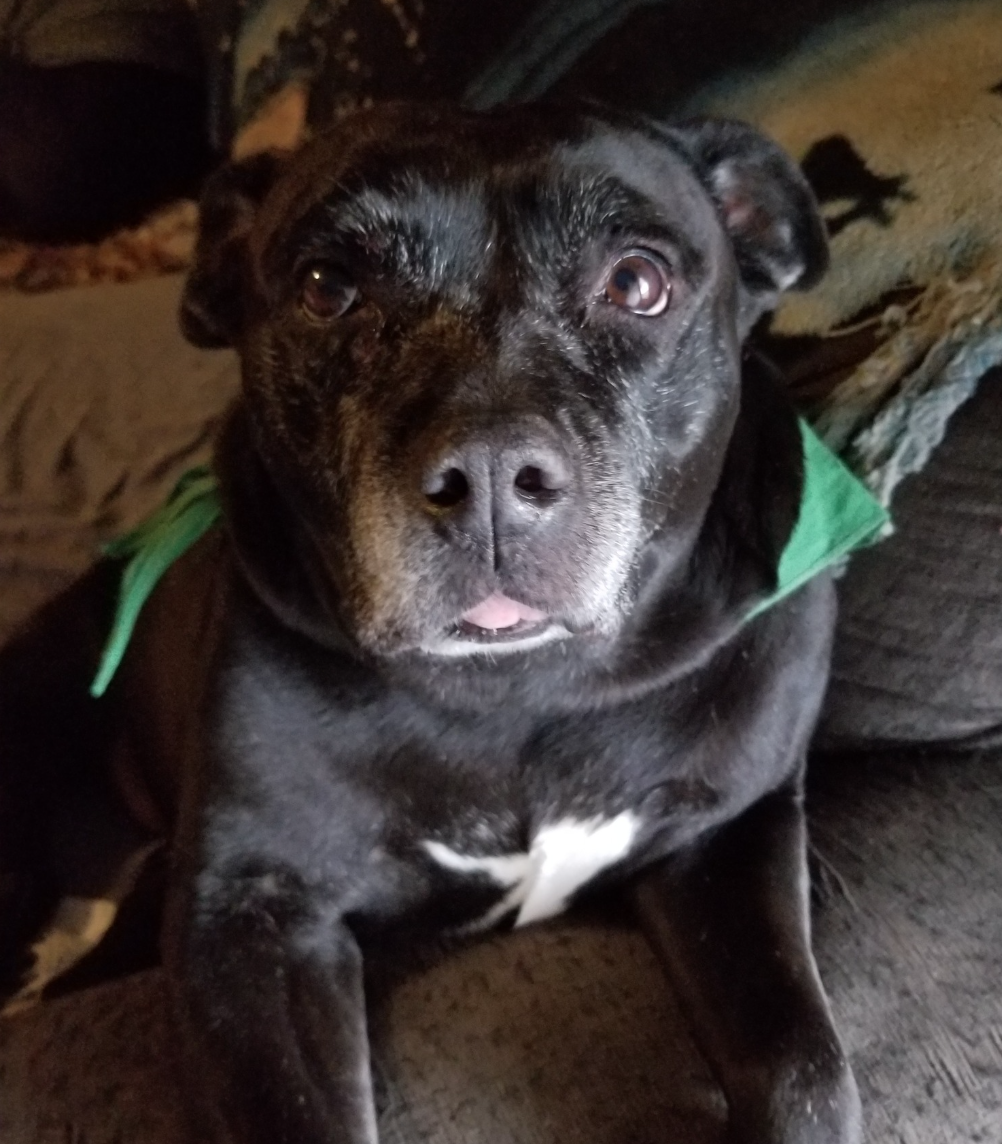 🐶❤️🐶 Why do dogs go crazy after bathtime?🐶❤️🐶