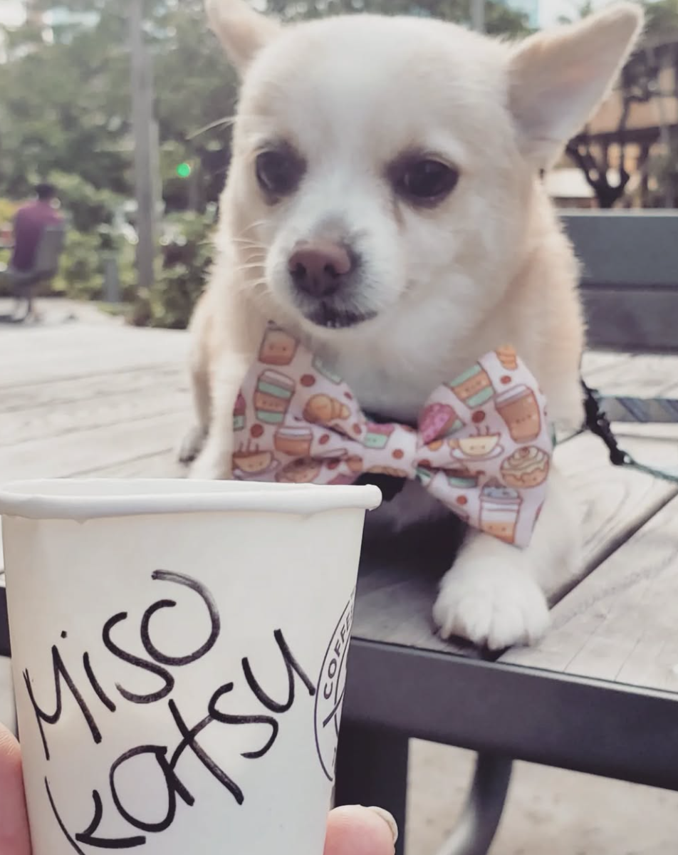 🐶❤️🐶 Why Do Some Dogs Bark at the Drive-Thru? 🐶❤️🐶