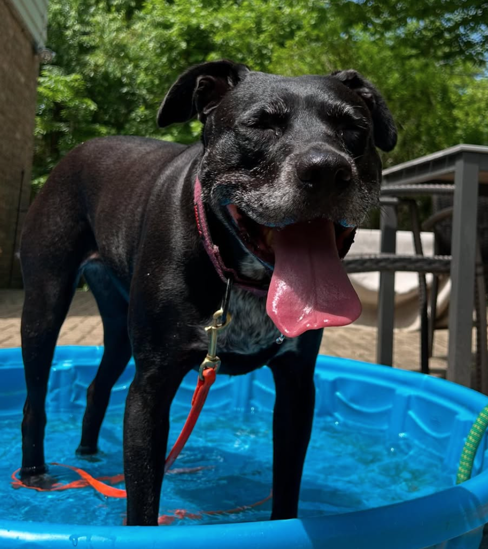 🐶❤️🐶 How hot are surfaces on paw pads? 🐶❤️🐶   